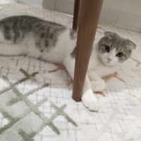 Scottish Fold, Kedi  Nova fotoğrafı