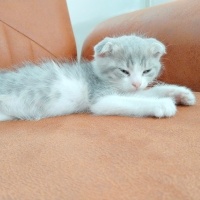 Scottish Fold, Kedi  Nova fotoğrafı