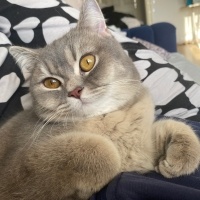 British Shorthair, Kedi  Leila fotoğrafı