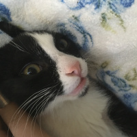 Tuxedo (Smokin) Kedi, Kedi  Smokin fotoğrafı