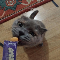 Scottish Fold, Kedi  boncuk fotoğrafı