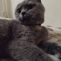Scottish Fold, Kedi  boncuk fotoğrafı