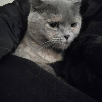 Scottish Fold, Kedi  boncuk fotoğrafı