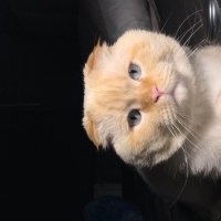 Scottish Fold, Kedi  Latte fotoğrafı