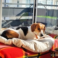 Beagle, Köpek  leydi fotoğrafı