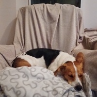 Beagle, Köpek  leydi fotoğrafı