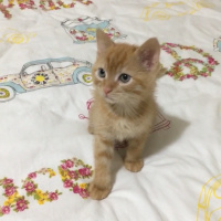 Tekir Kedi, Kedi  Mia  fotoğrafı