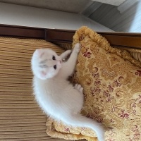 Scottish Fold, Kedi  pamuk fotoğrafı