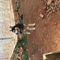 Sibirya Kurdu (Husky), Köpek  Alex fotoğrafı