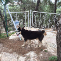 Sibirya Kurdu (Husky), Köpek  Alex fotoğrafı