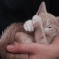 Brazilian Shorthair, Kedi  Gofret fotoğrafı