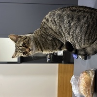 Tekir Kedi, Kedi  Bal fotoğrafı