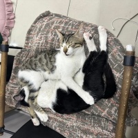 Tekir Kedi, Kedi  Bal fotoğrafı