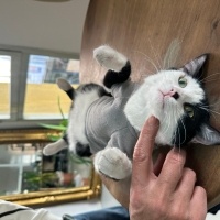 Tekir Kedi, Kedi  Bal fotoğrafı