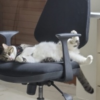 Tekir Kedi, Kedi  Tatar fotoğrafı