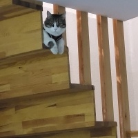 Tekir Kedi, Kedi  Tatar fotoğrafı