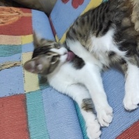 Tekir Kedi, Kedi  Kırçıklı fotoğrafı