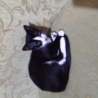 Tekir Kedi, Kedi  Karakız fotoğrafı