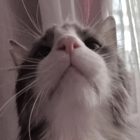 Tekir Kedi, Kedi  Ceviz Duman fotoğrafı