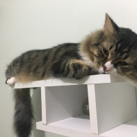 Maine Coon, Kedi  Ömer fotoğrafı