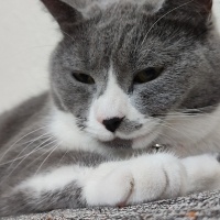 British Shorthair, Kedi  Lolipop fotoğrafı