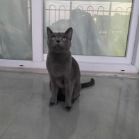 Mavi Rus, Kedi  Şila fotoğrafı