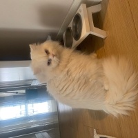 Chinchilla, Kedi  MİA fotoğrafı
