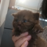 British Shorthair, Kedi  Bebek fotoğrafı