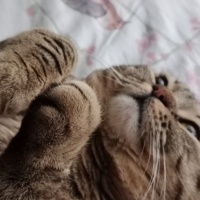 Scottish Fold, Kedi  Paris fotoğrafı