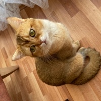 British Shorthair, Kedi  Badem fotoğrafı