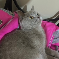 British Shorthair, Kedi  Mino fotoğrafı