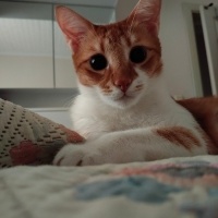 Sarman, Kedi  Limon fotoğrafı
