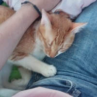 Sarman, Kedi  Limon fotoğrafı