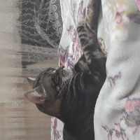 Tekir Kedi, Kedi  Umut fotoğrafı