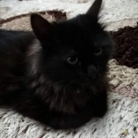 York Chocolate, Kedi  Pamuk fotoğrafı