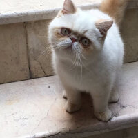 Exotic Shorthair, Kedi  Chucky fotoğrafı