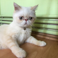 Exotic Shorthair, Kedi  Chucky fotoğrafı