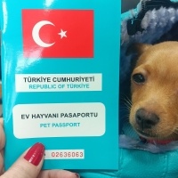 Minyatür Pinscher, Köpek  Badem fotoğrafı