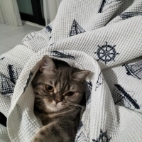 British Shorthair, Kedi  Mişa fotoğrafı