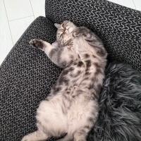 British Shorthair, Kedi  Mişa fotoğrafı