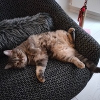 British Shorthair, Kedi  Mişa fotoğrafı