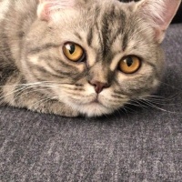 British Shorthair, Kedi  Mişa fotoğrafı