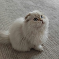 İran Kedisi (Persian), Kedi  Paşa fotoğrafı