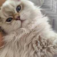 İran Kedisi (Persian), Kedi  Paşa fotoğrafı