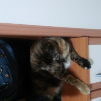 Tekir Kedi, Kedi  Prenses fotoğrafı
