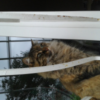 Maine Coon, Kedi  Pofuruk fotoğrafı