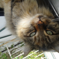 Maine Coon, Kedi  Pofuruk fotoğrafı