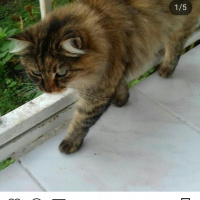 Maine Coon, Kedi  Pofuruk fotoğrafı