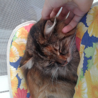Maine Coon, Kedi  Pofuruk fotoğrafı