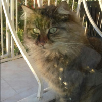 Maine Coon, Kedi  Pofuruk fotoğrafı